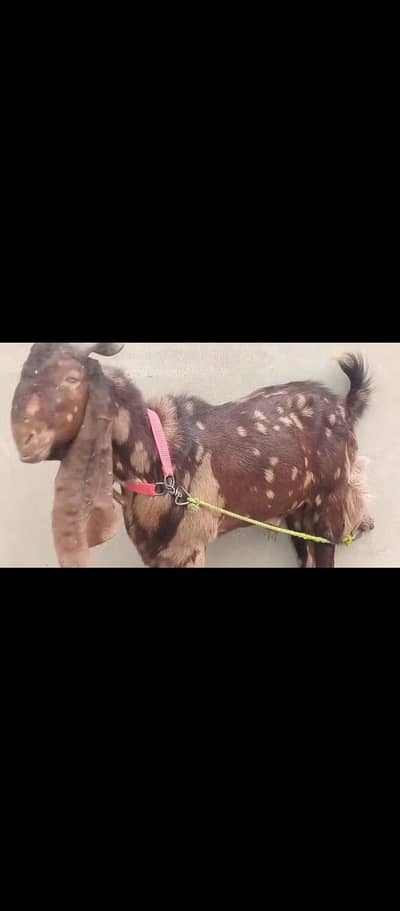 kamori breeder