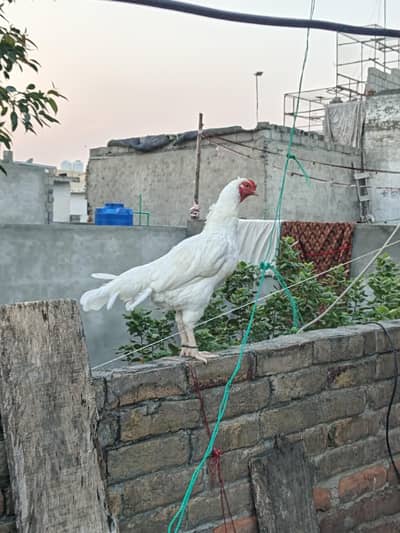 Good Quality Aseel Heera Female for sale
