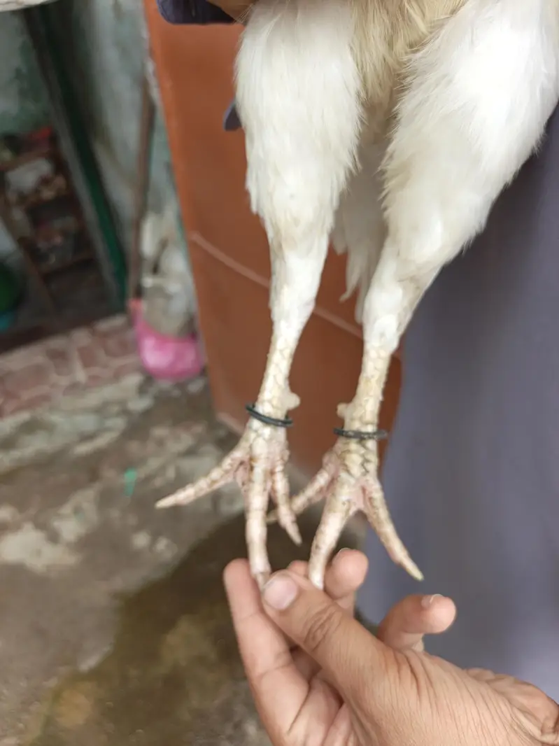 Good Quality Aseel Heera Female for sale — photo 3