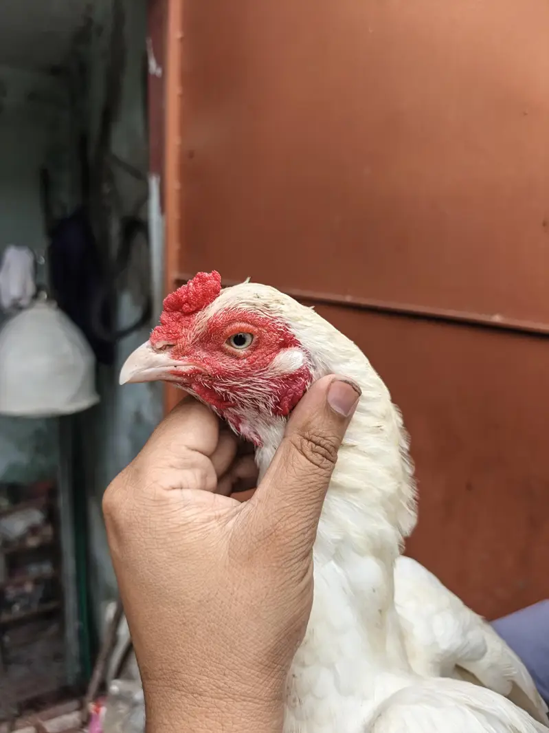 Good Quality Aseel Heera Female for sale — photo 4