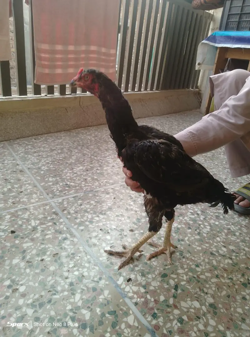 aseel mushki hen — photo 2