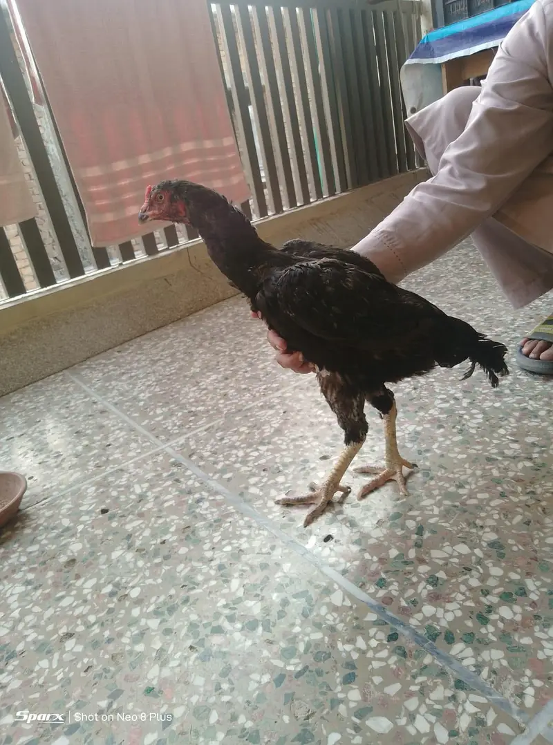 aseel mushki hen — photo 3