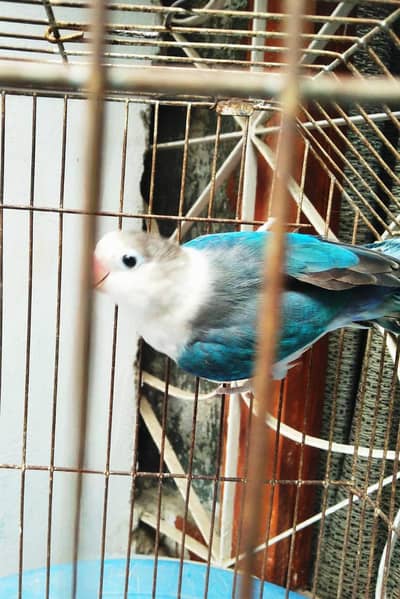 Blue Opaline Male lovebird - healthy and active