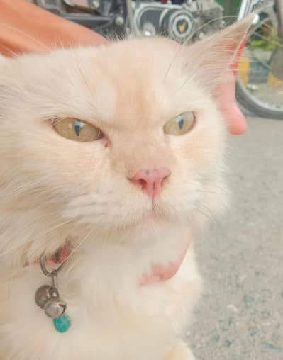Persian triple coat cute kitten for sale peshawar
