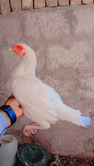 white hera female