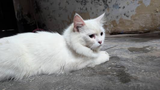 Beautiful White Fluffy Persian Cat for Sale | Healthy & Active