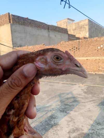 2 pairs of miawali aseel chicken
