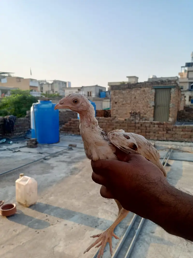 2 pairs of miawali aseel chicken — photo 4