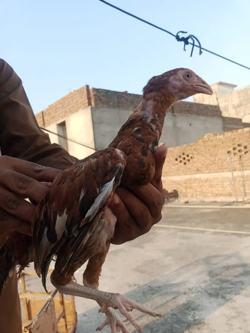 2 pairs of miawali aseel chicken — photo 9