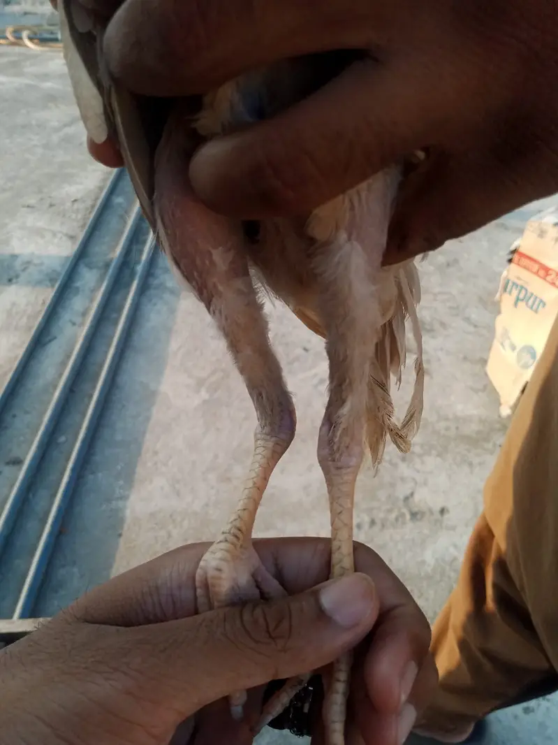 2 pairs of miawali aseel chicken — photo 10