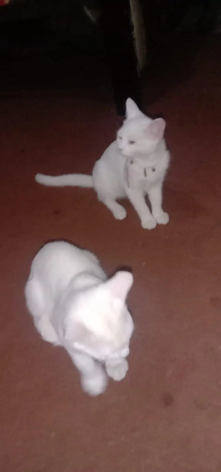 4 mounth old white cat pair for salle — photo 2