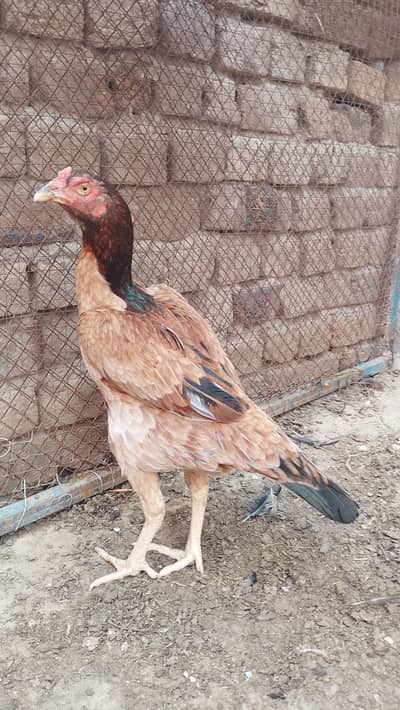 Thai pakoye female