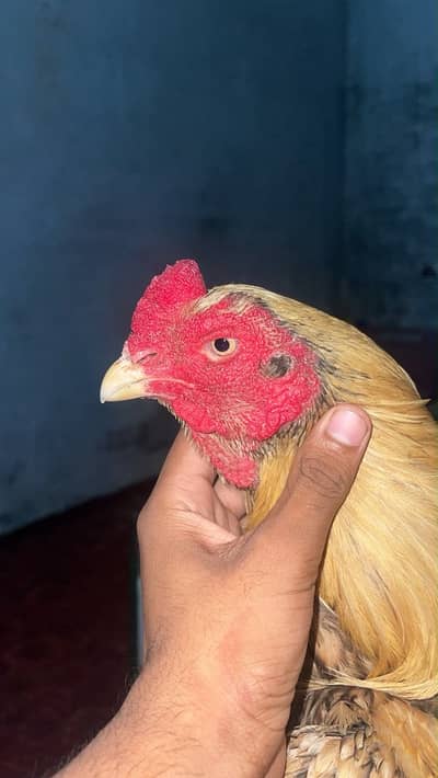 Aseel murga for sale