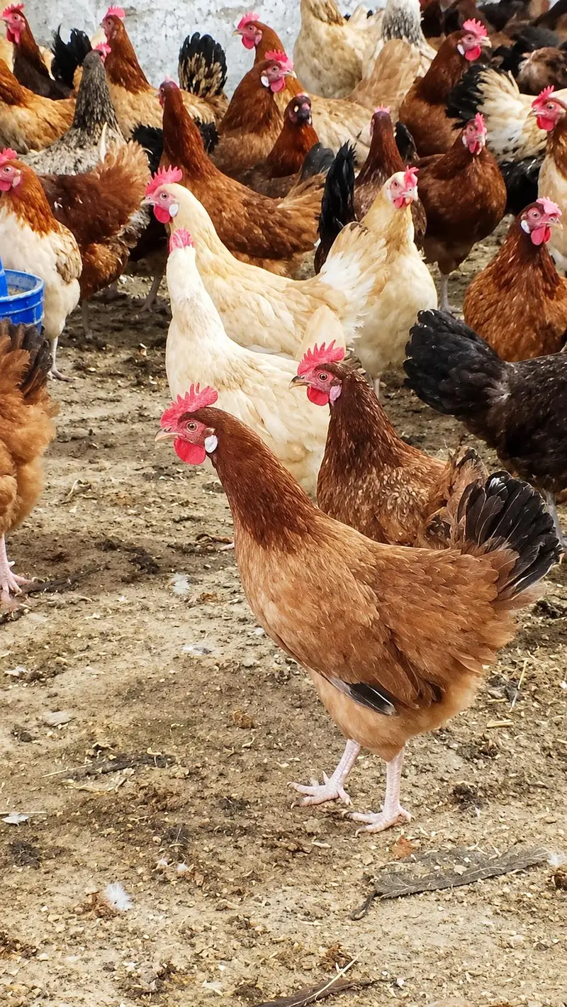 Desi Murgiyan For Sale | Anday Dene Wali | Vaccination Complete — photo 4