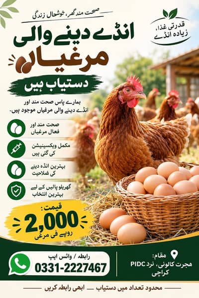 Desi Hens
