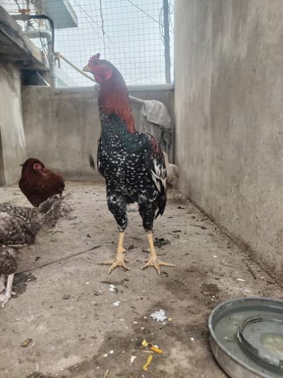 aseel cheena pure aseel breed ka heavy murghay joor me mazboot