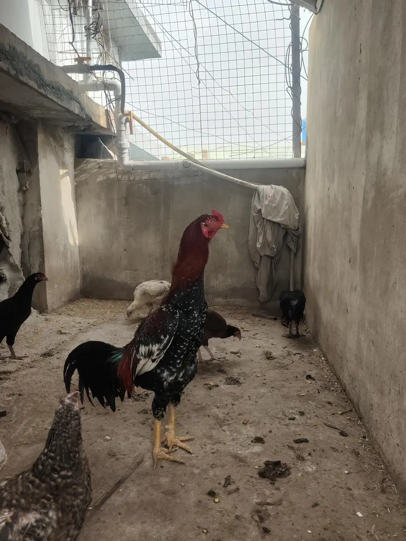 aseel cheena pure aseel breed ka heavy murghay joor me mazboot — photo 2