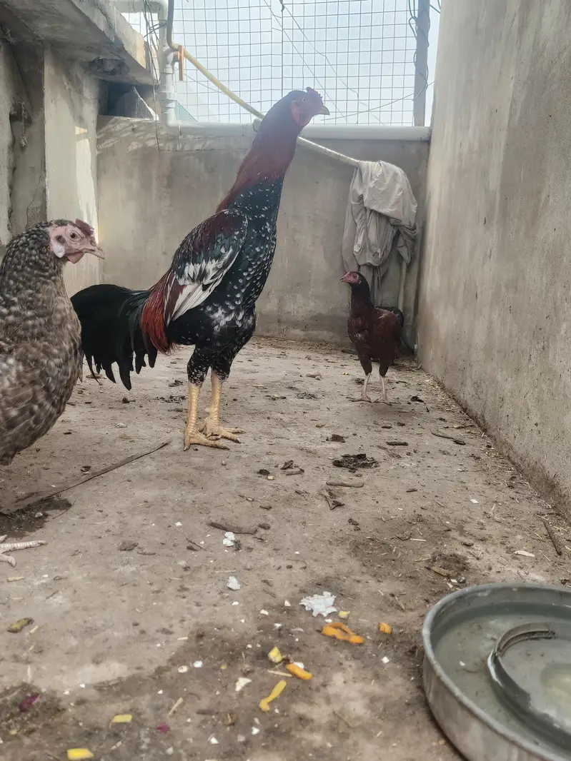 aseel cheena pure aseel breed ka heavy murghay joor me mazboot — photo 3