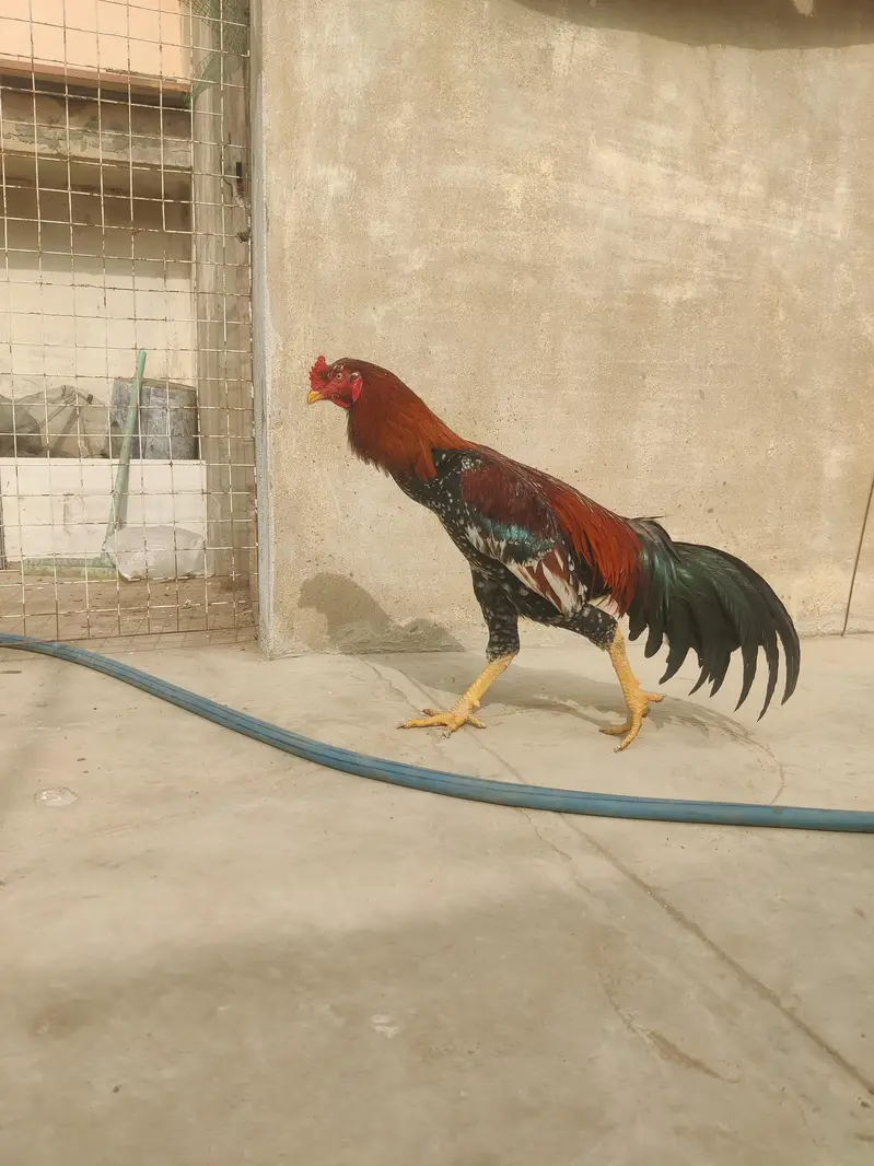 aseel cheena pure aseel breed ka heavy murghay joor me mazboot — photo 4