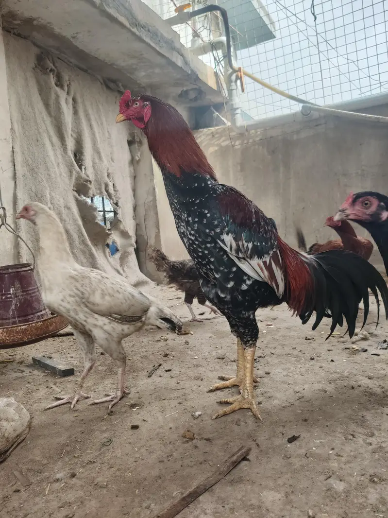 aseel cheena pure aseel breed ka heavy murghay joor me mazboot — photo 5