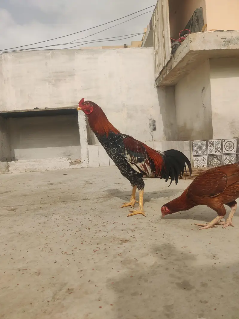 aseel cheena pure aseel breed ka heavy murghay joor me mazboot — photo 6