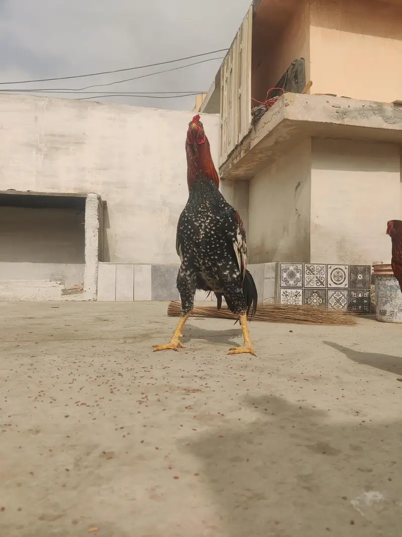 aseel cheena pure aseel breed ka heavy murghay joor me mazboot — photo 7