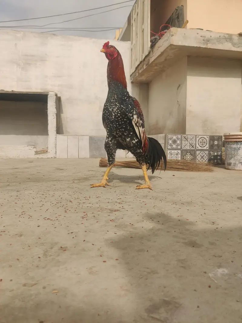 aseel cheena pure aseel breed ka heavy murghay joor me mazboot — photo 8