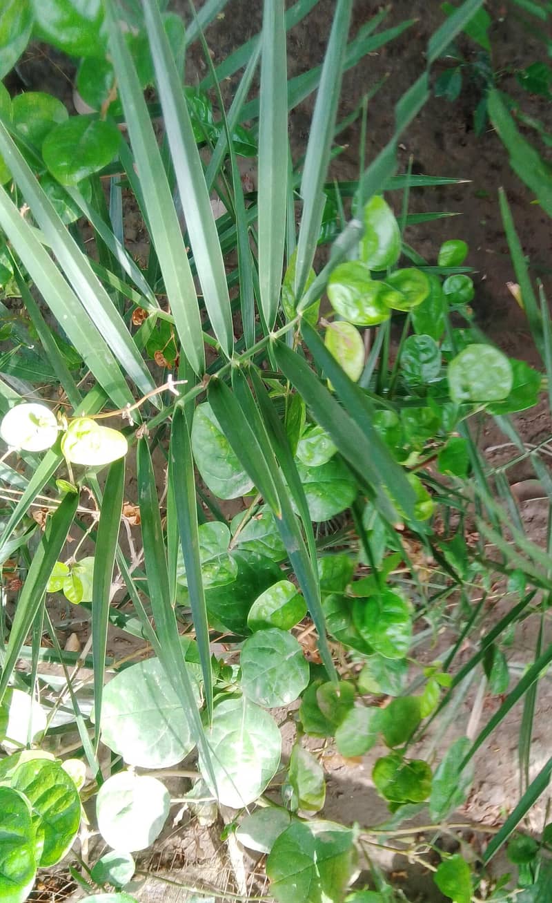 Huawei Other Model 8