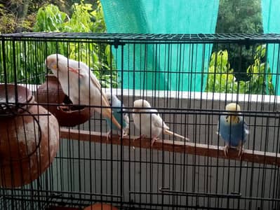 parrots kind for sell- pair