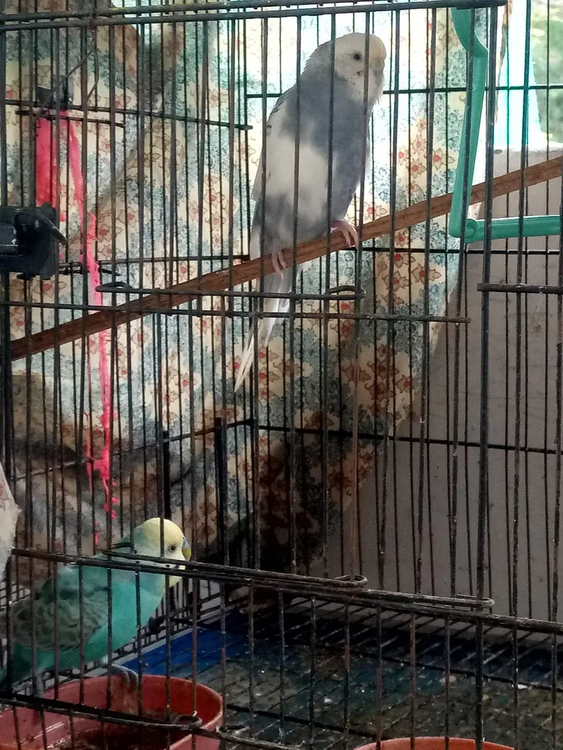 parrots kind for sell- pair — photo 2