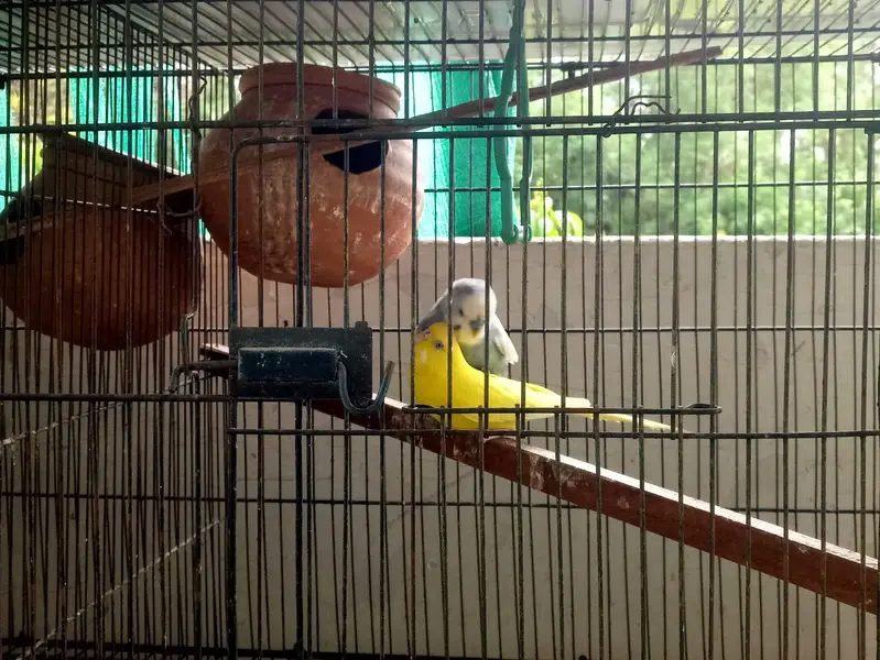 parrots kind for sell- pair — photo 3