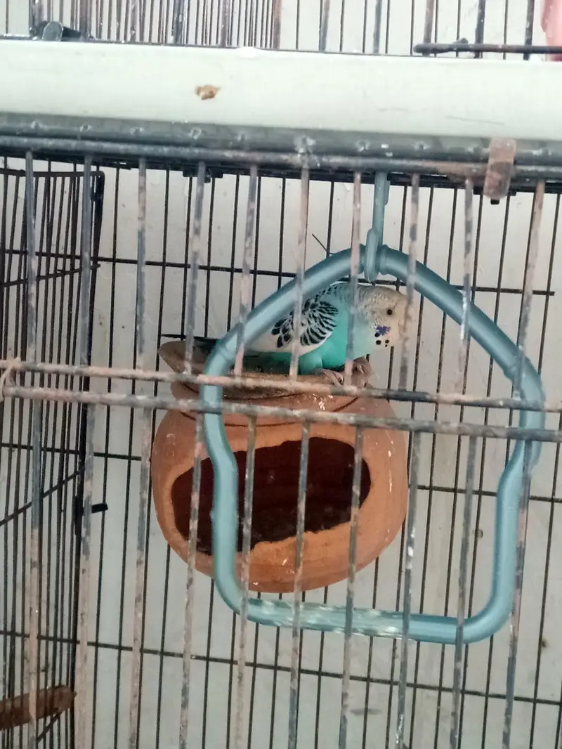 parrots kind for sell- pair — photo 4