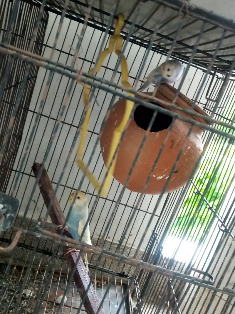 parrots kind for sell- pair — photo 5