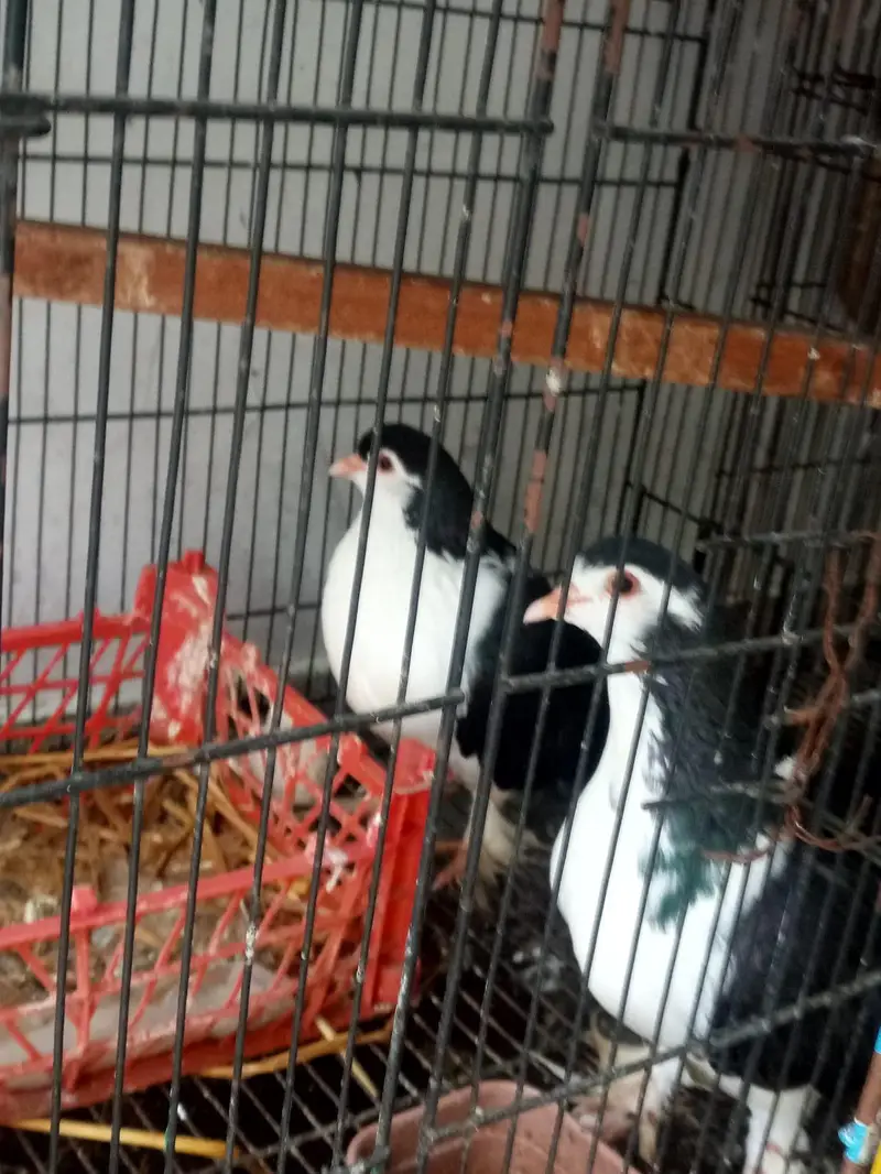 parrots kind for sell- pair — photo 6