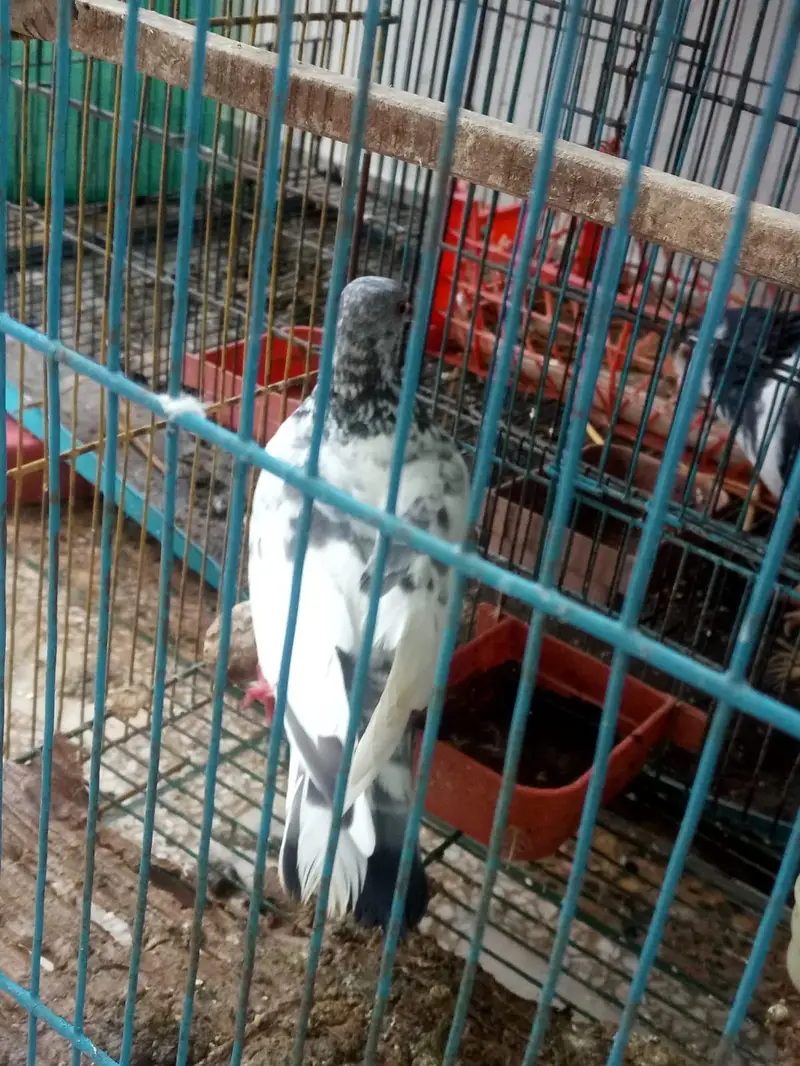parrots kind for sell- pair — photo 7