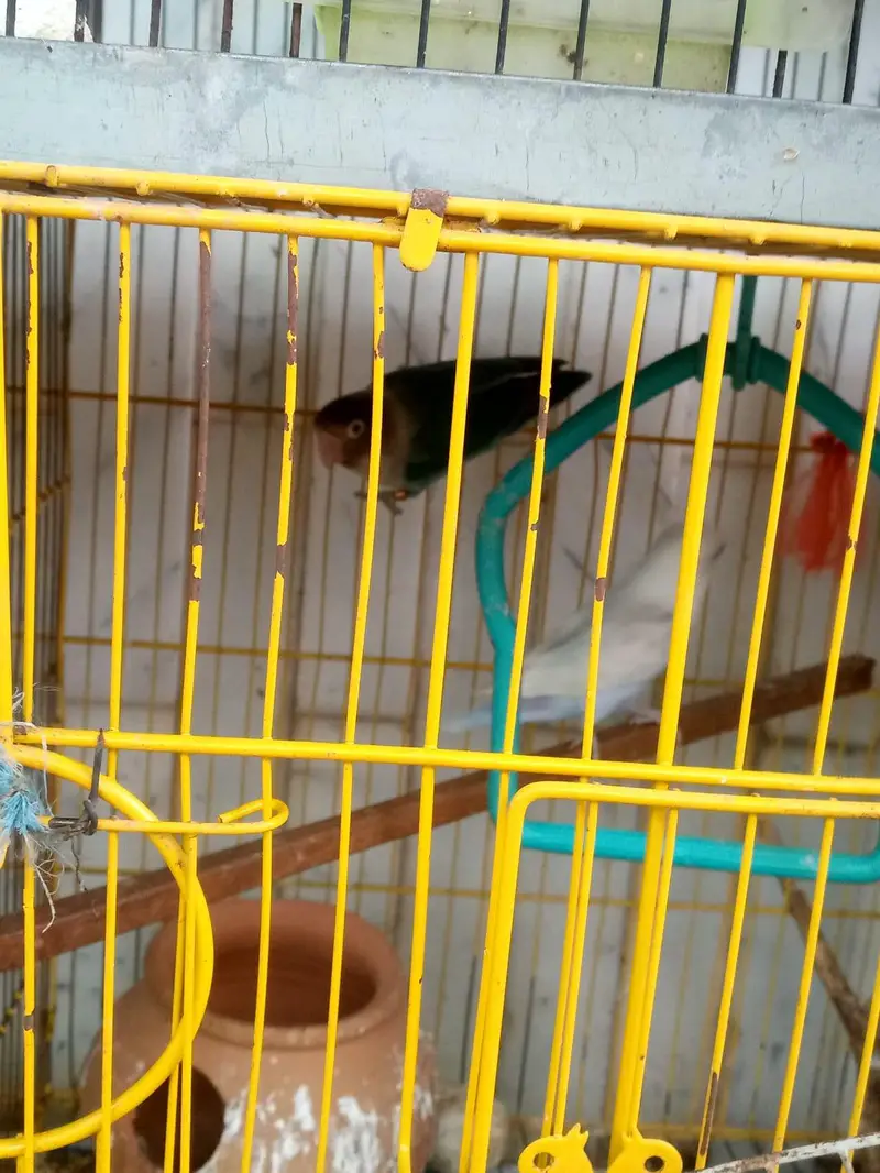 parrots kind for sell- pair — photo 8