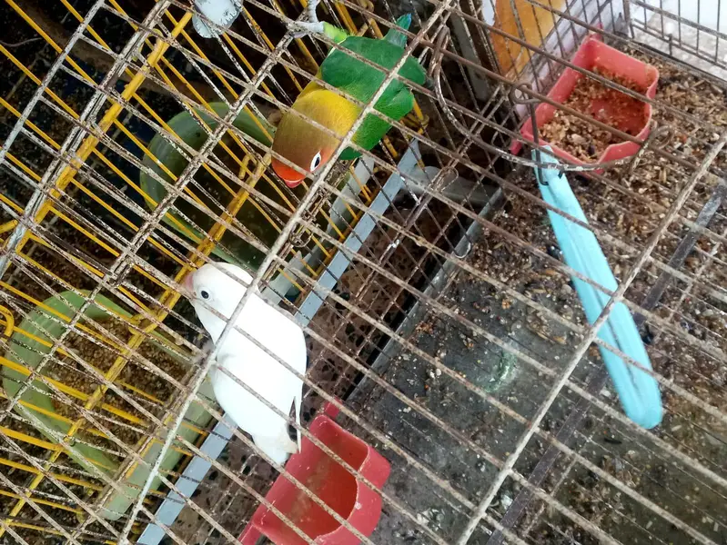 parrots kind for sell- pair — photo 9