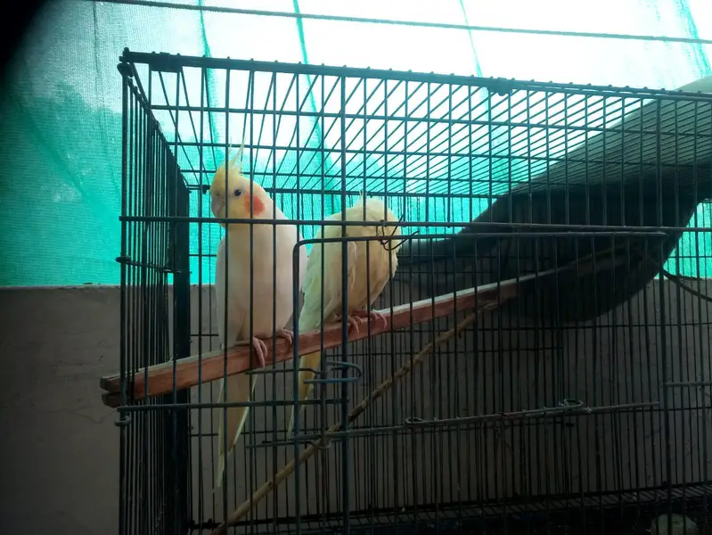 parrots kind for sell- pair — photo 10