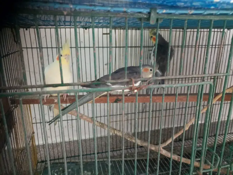 parrots kind for sell- pair — photo 11