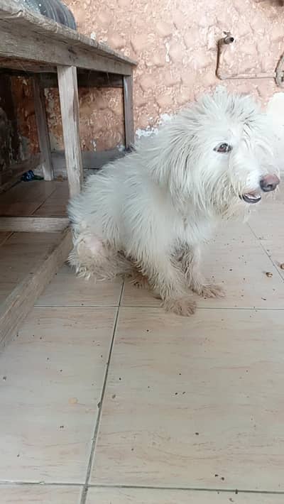 dog for sale