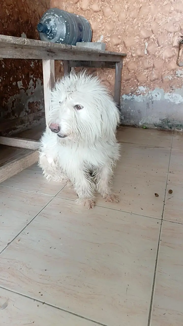 dog for sale — photo 2