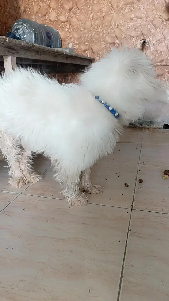 dog for sale — photo 3