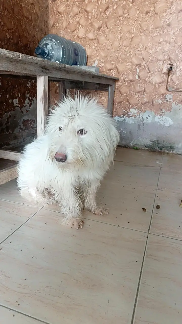 dog for sale — photo 4