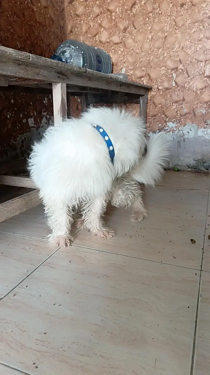 dog for sale — photo 5