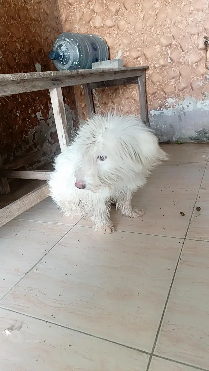 dog for sale — photo 6