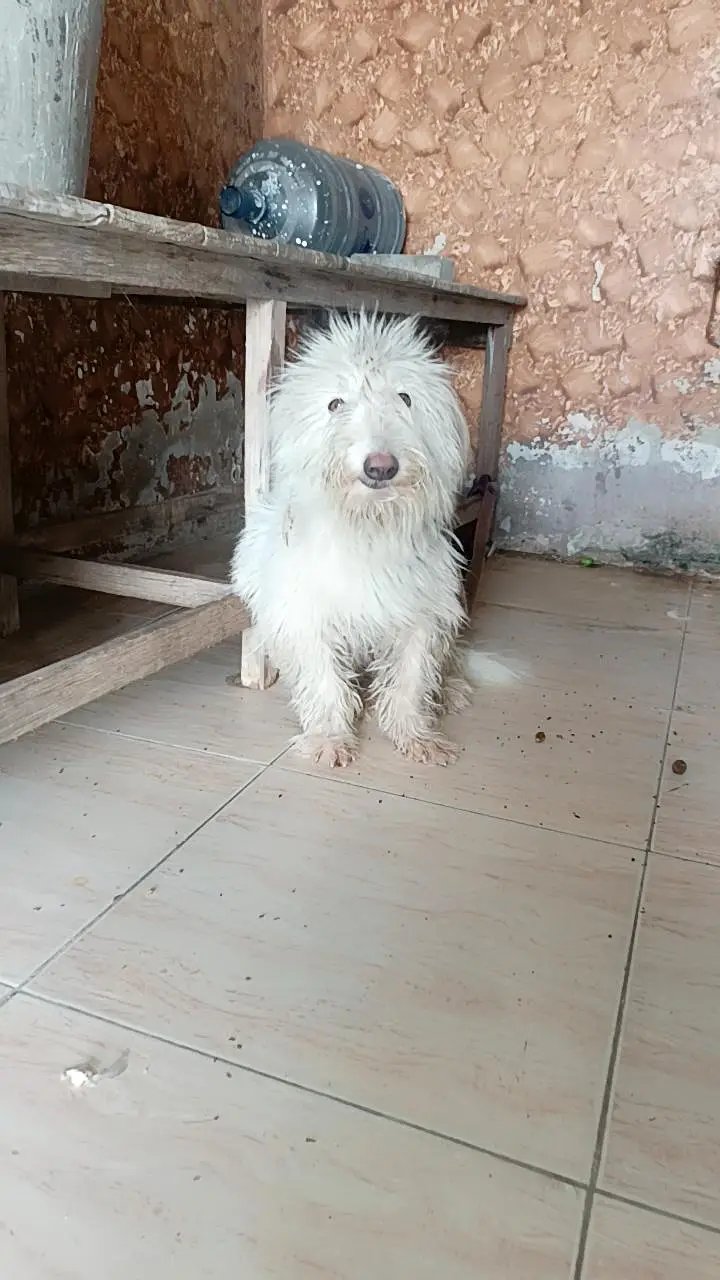 dog for sale — photo 7