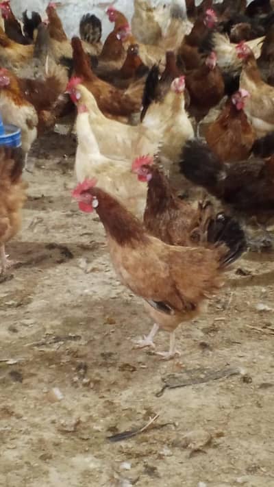 golden misri / Ande Dene Wali murgi / desi murghi / egg laying hen