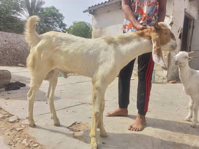 bakra, 2 dant,specially for breeding. healthy and active.