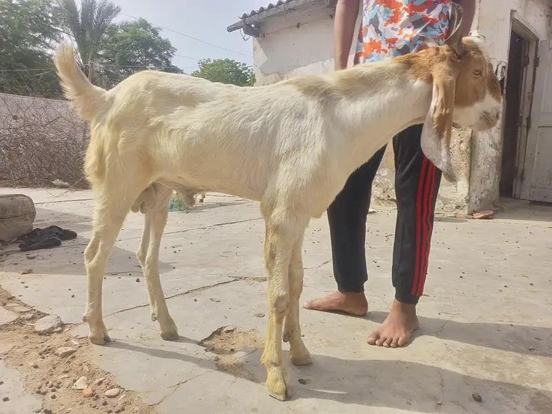 bakra, 2 dant,specially for breeding. healthy and active. — photo 2