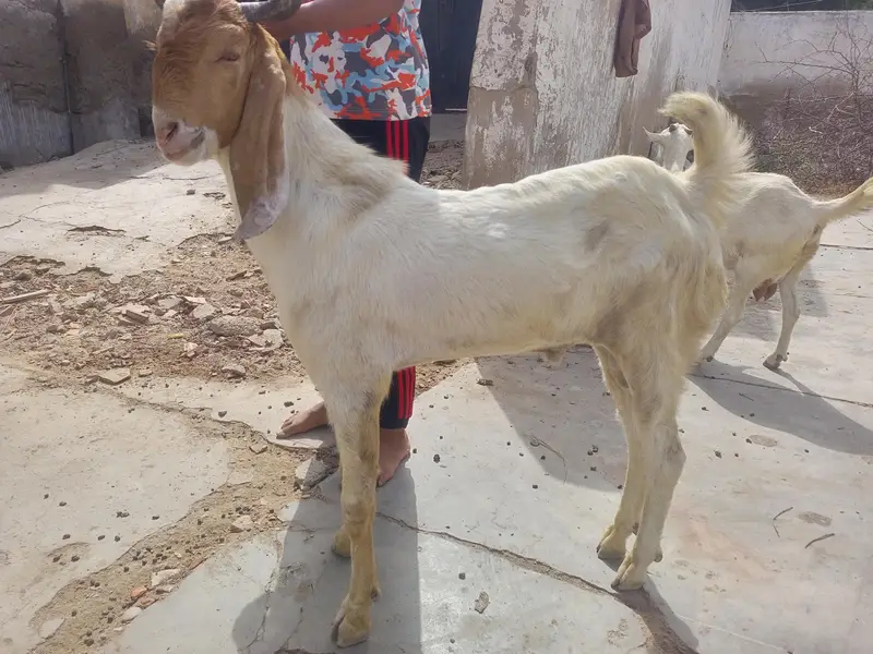 bakra, 2 dant,specially for breeding. healthy and active. — photo 3